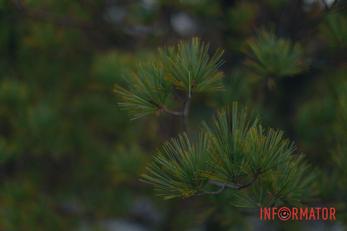 Дышит прозрачная прохлада