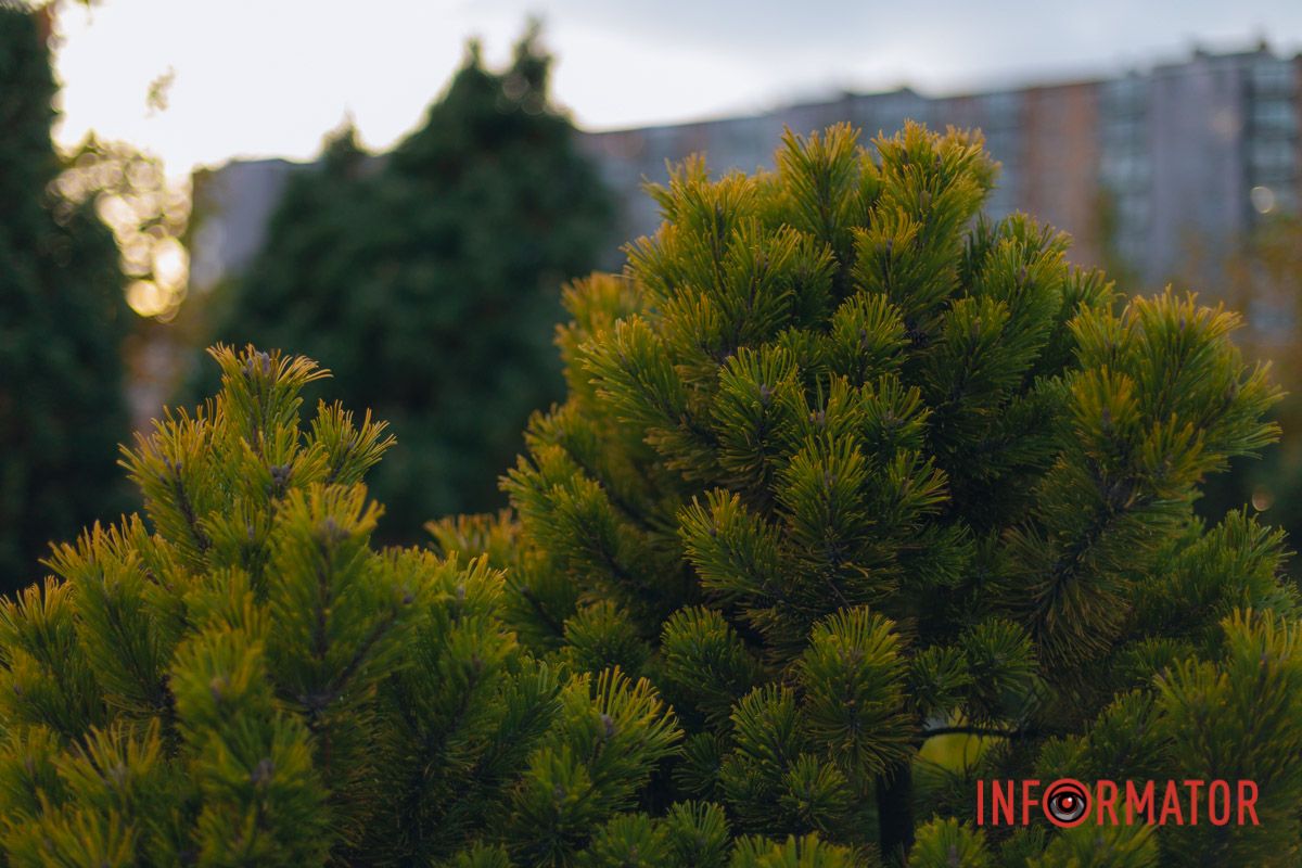 Так для солнышка осень оделась