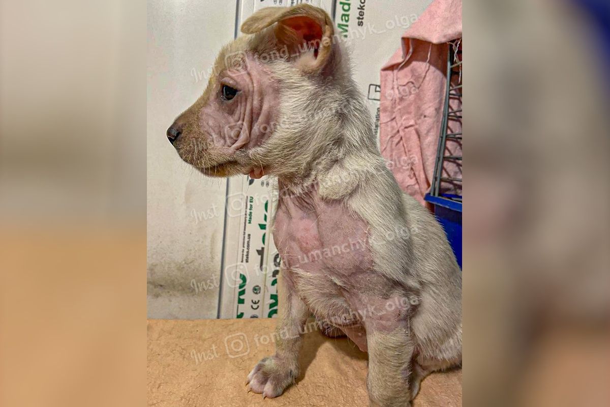 Вони дуже страждають Вони дуже страждають