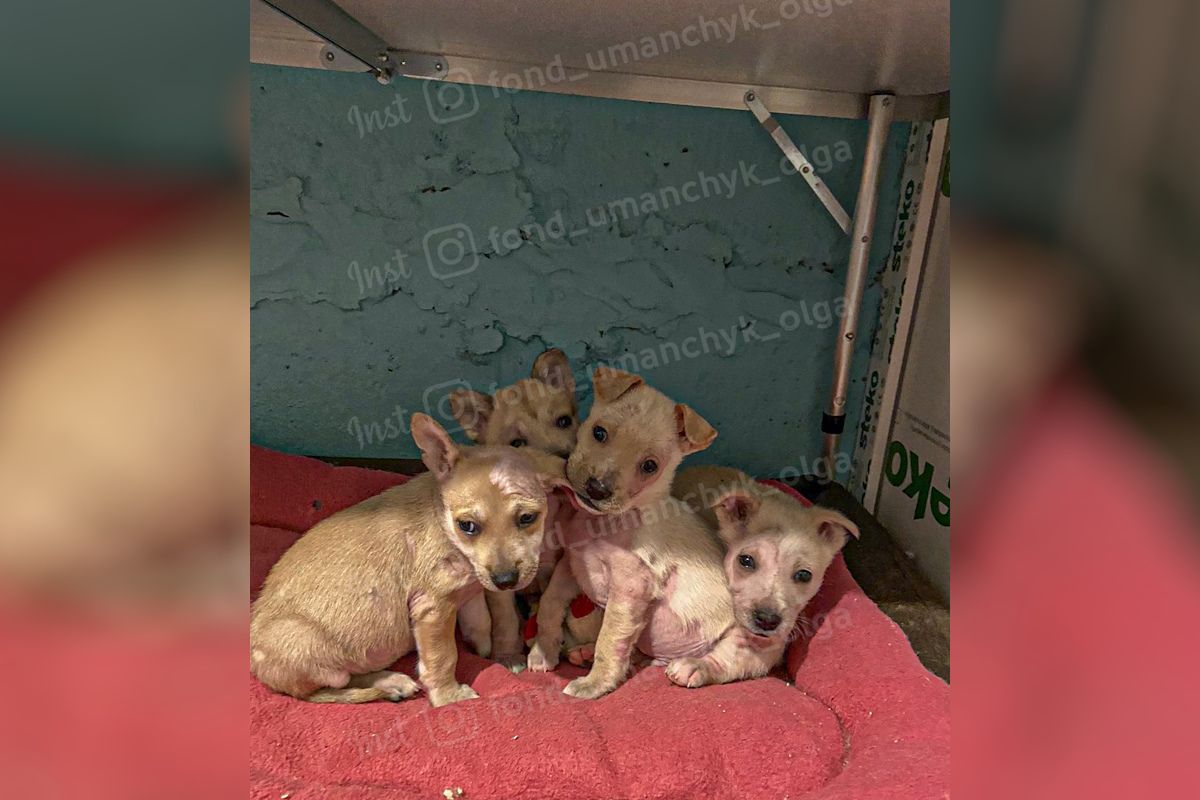 Маленькі оченятка Маленькі оченятка