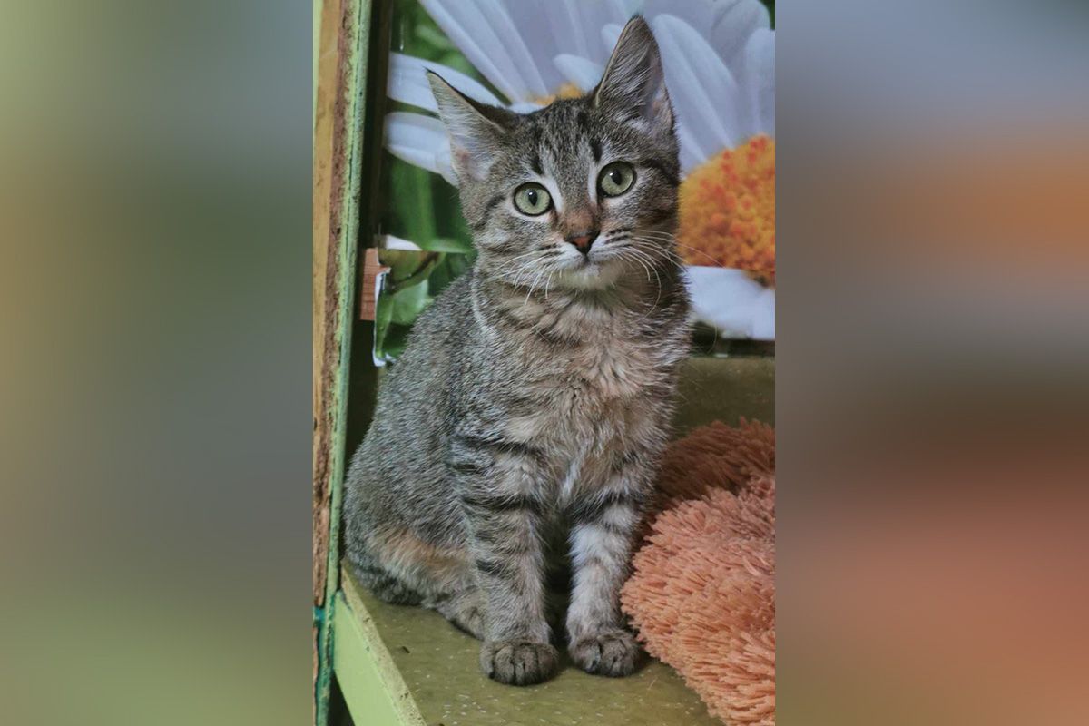 Какие кошки и собаки ищут дом в Днепре 1