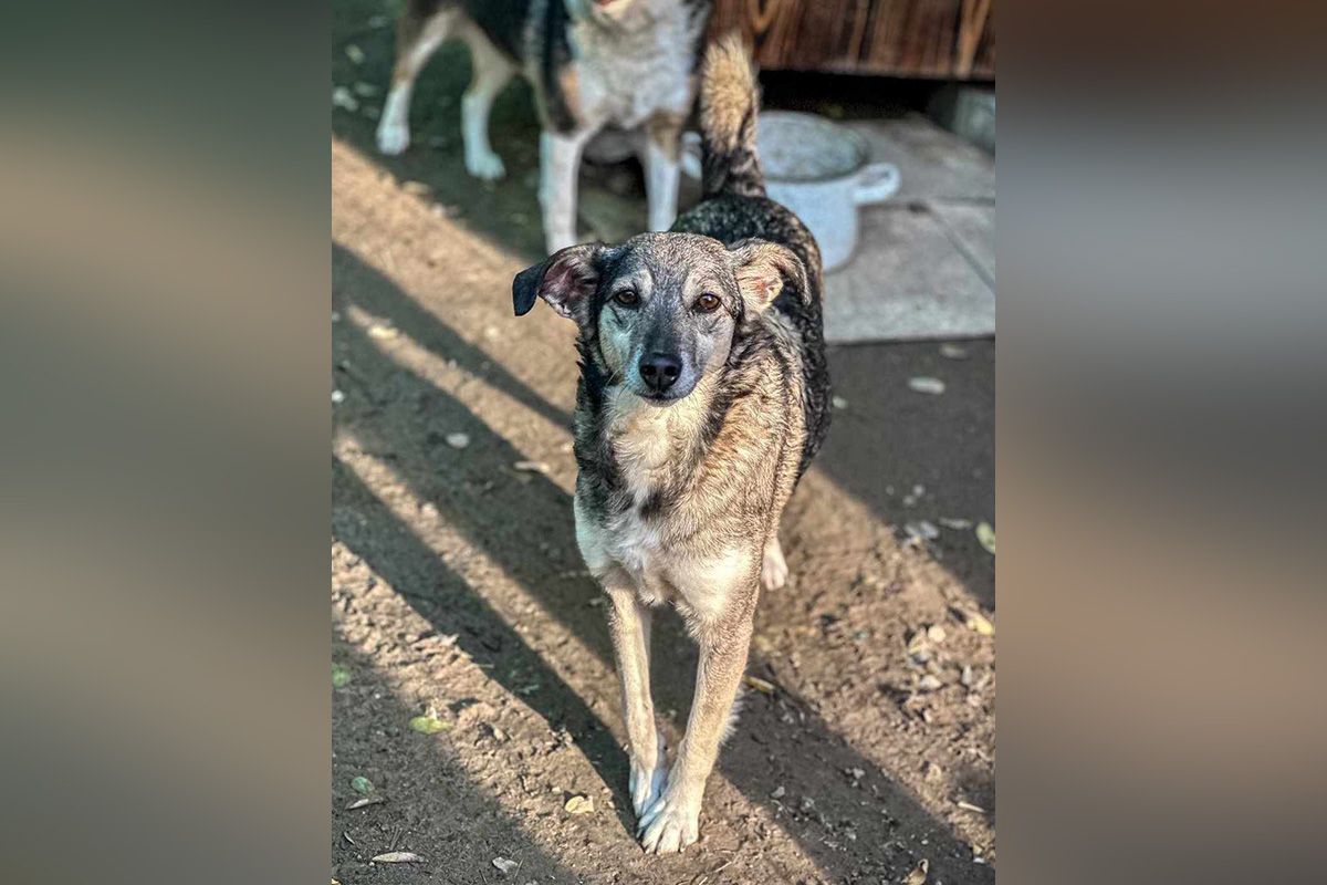 Какие кошки и собаки ищут дом в Днепре 2