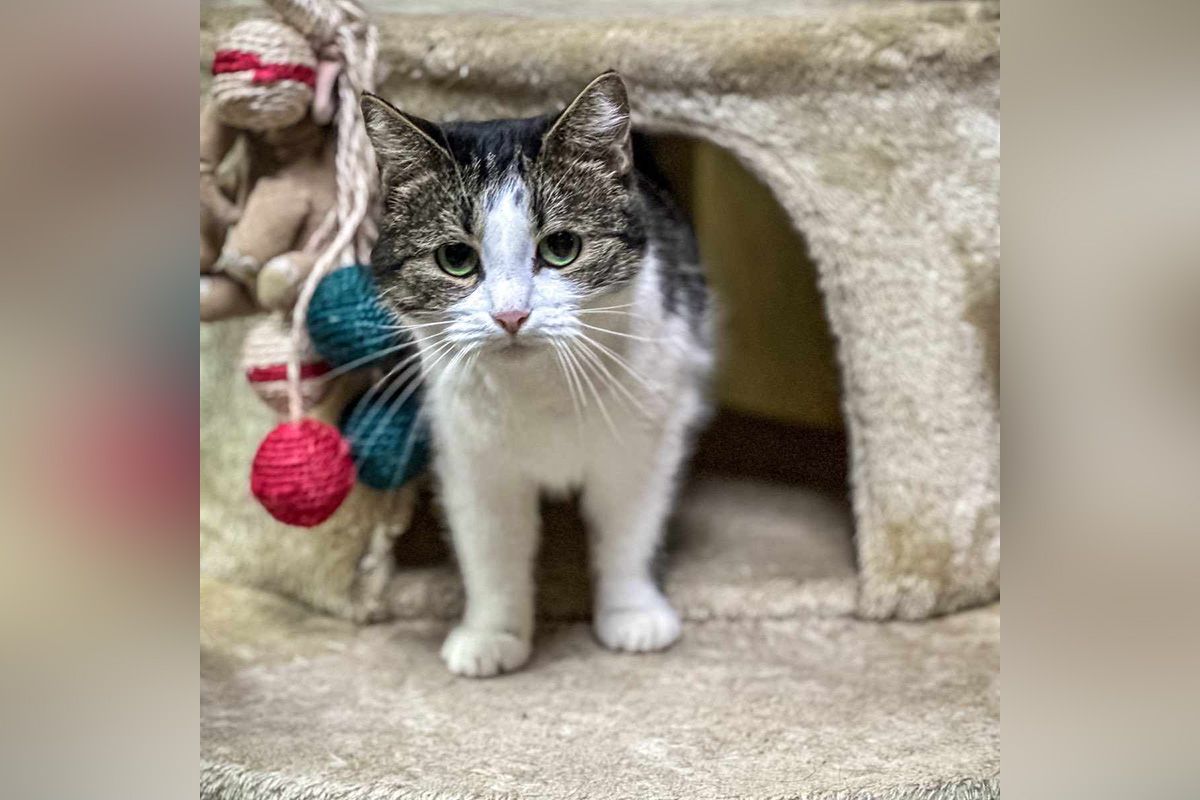 Какие кошки и собаки ищут дом в Днепре 3