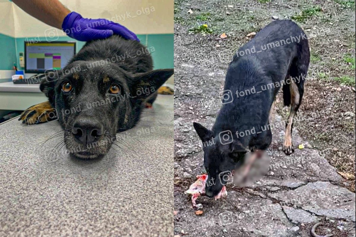 Собачка Лада потребує допомоги Собачка Лада потребує допомоги