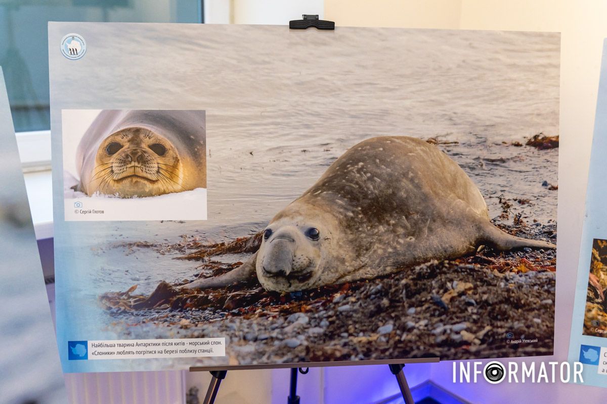 Морський котик