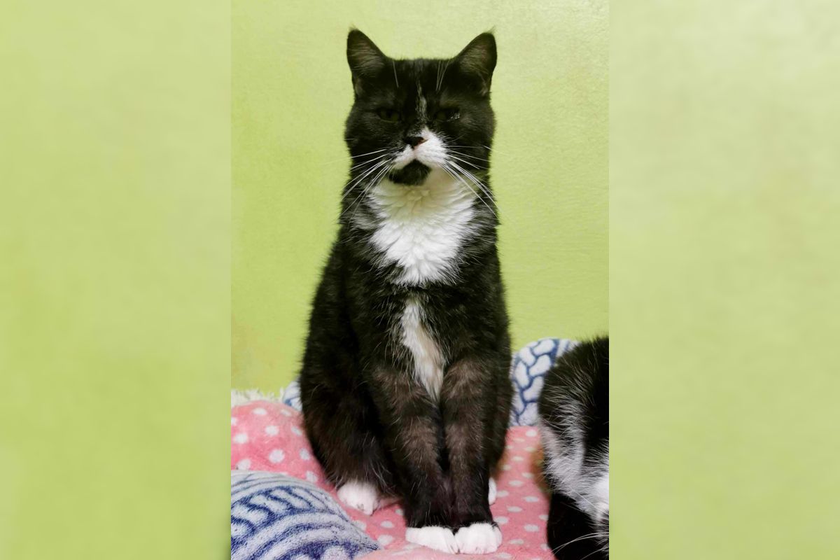 Какие кошки и собаки ищут дом в Днепре 3