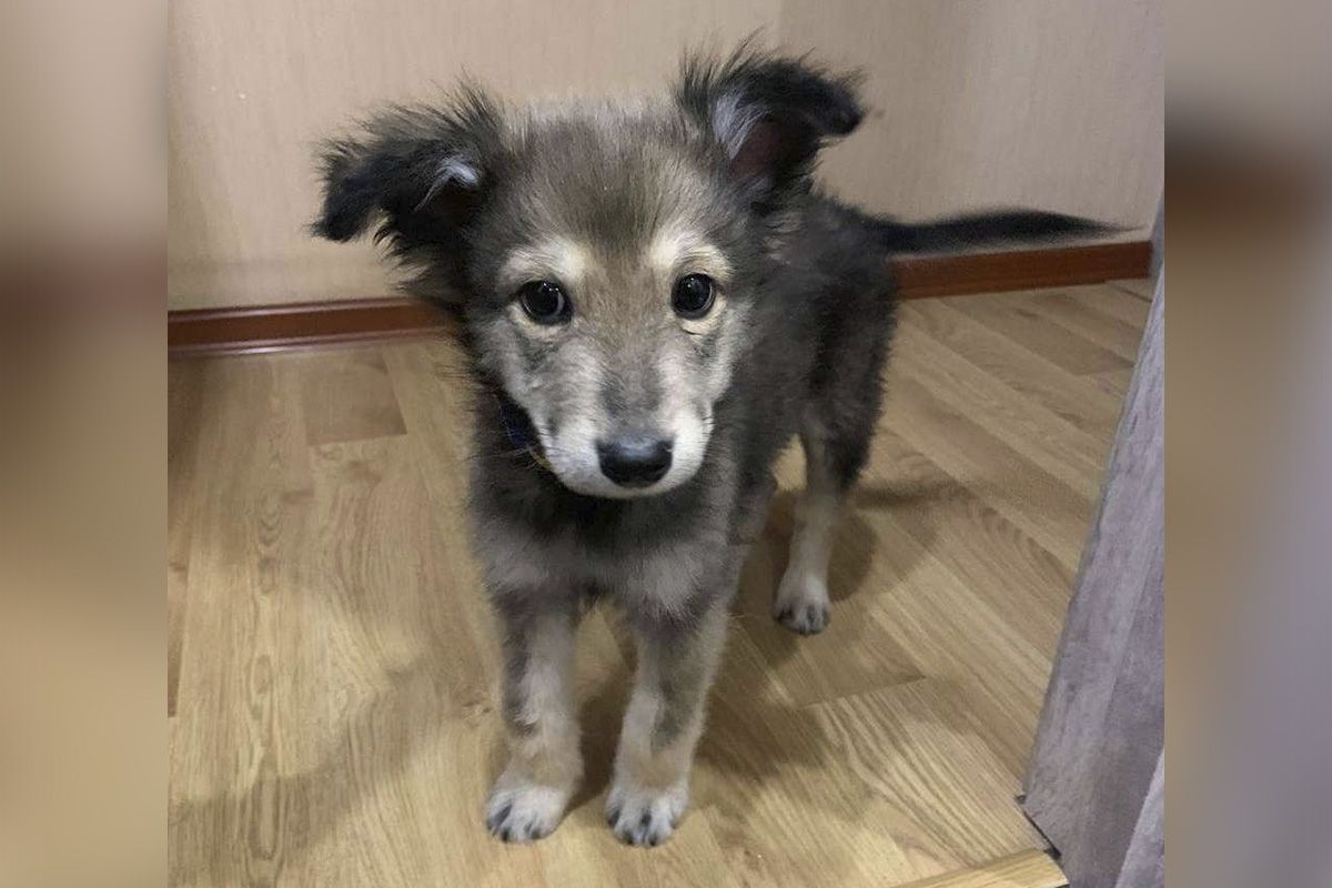 Какие кошки и собаки ищут дом в Днепре 4