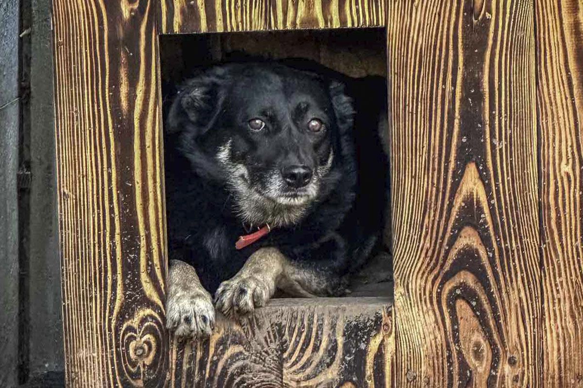 Какие кошки и собаки ищут дом в Днепре 2