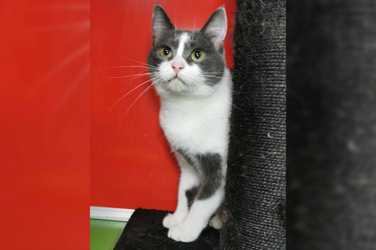 Какие кошки и собаки ищут дом в Днепре 1