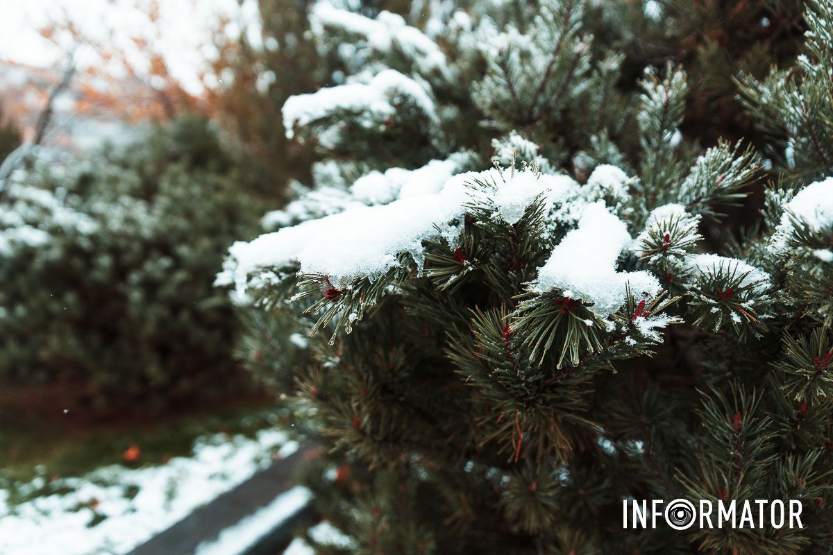 Белые бусы природы