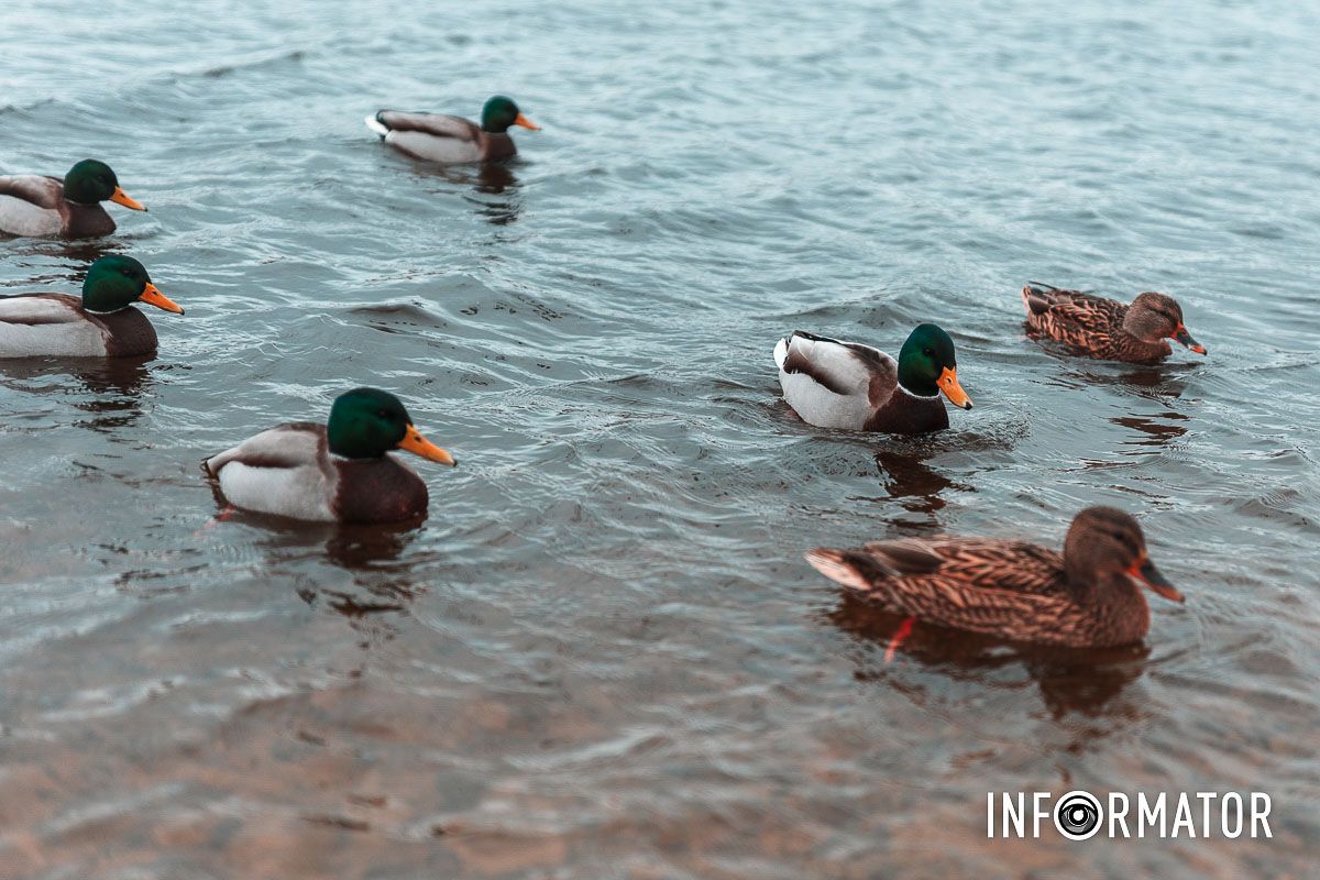 Не кормите их хлебом