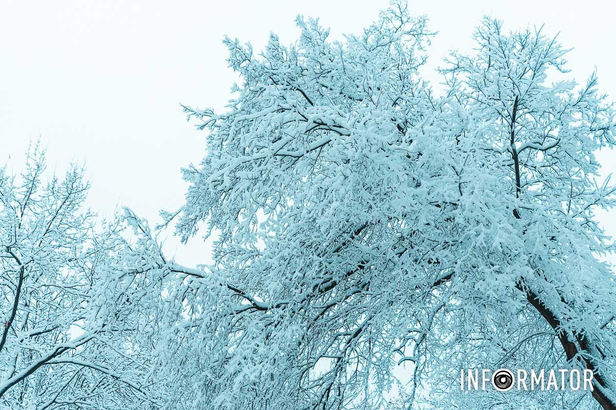 Спокойствие зимнего леса