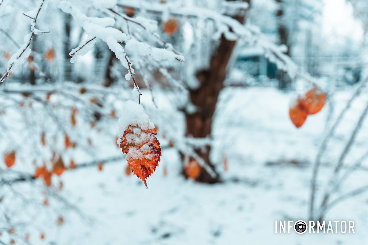 Зимняя атмосфера в каждой ветке