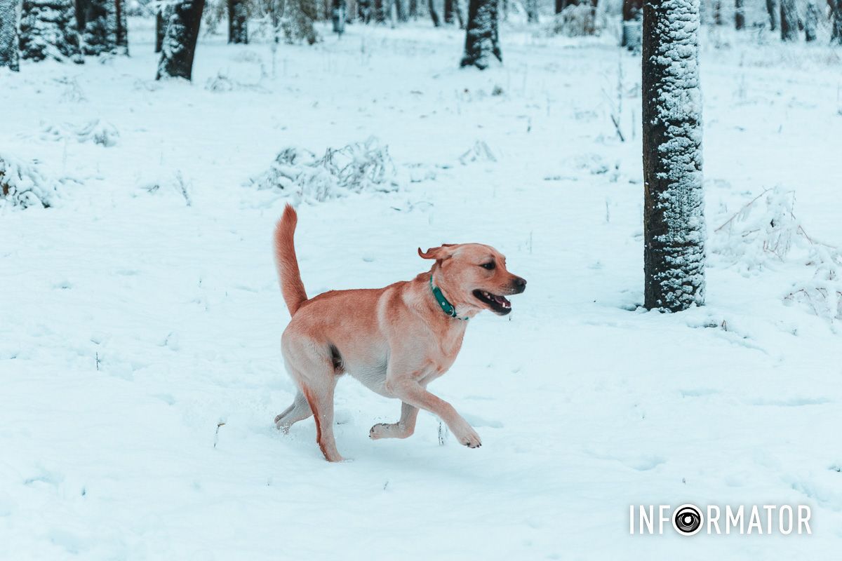 Тигидик - есть!