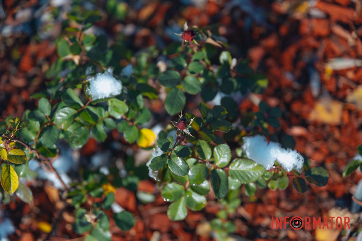 Спокій та краса