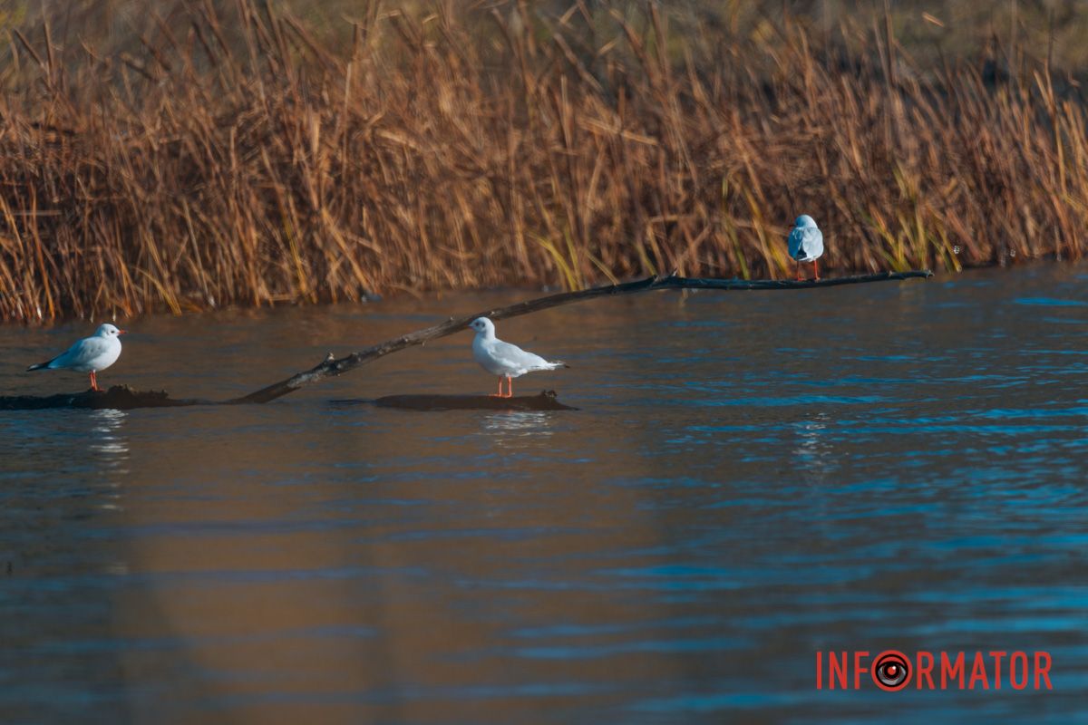 Фото: Денис Чубченко