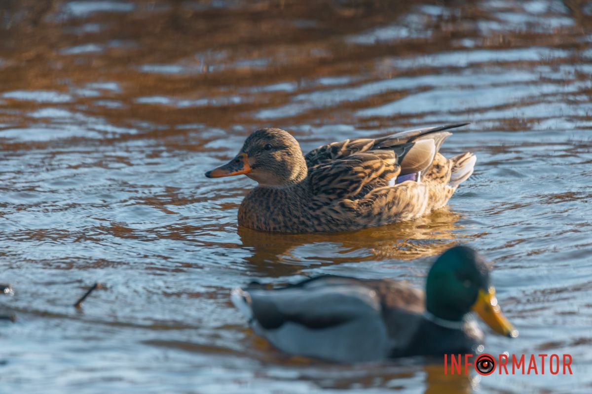 Гості дніпровських водойм