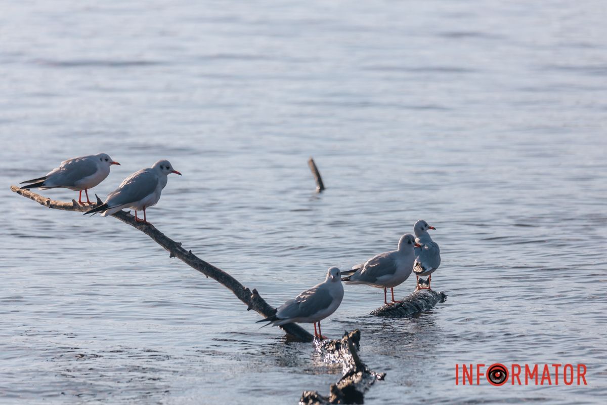 Летючі артисти