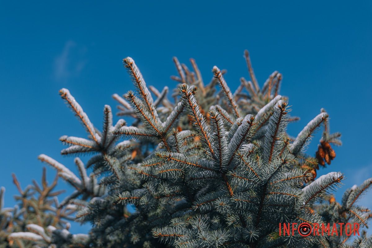 Вічнозелена красуня