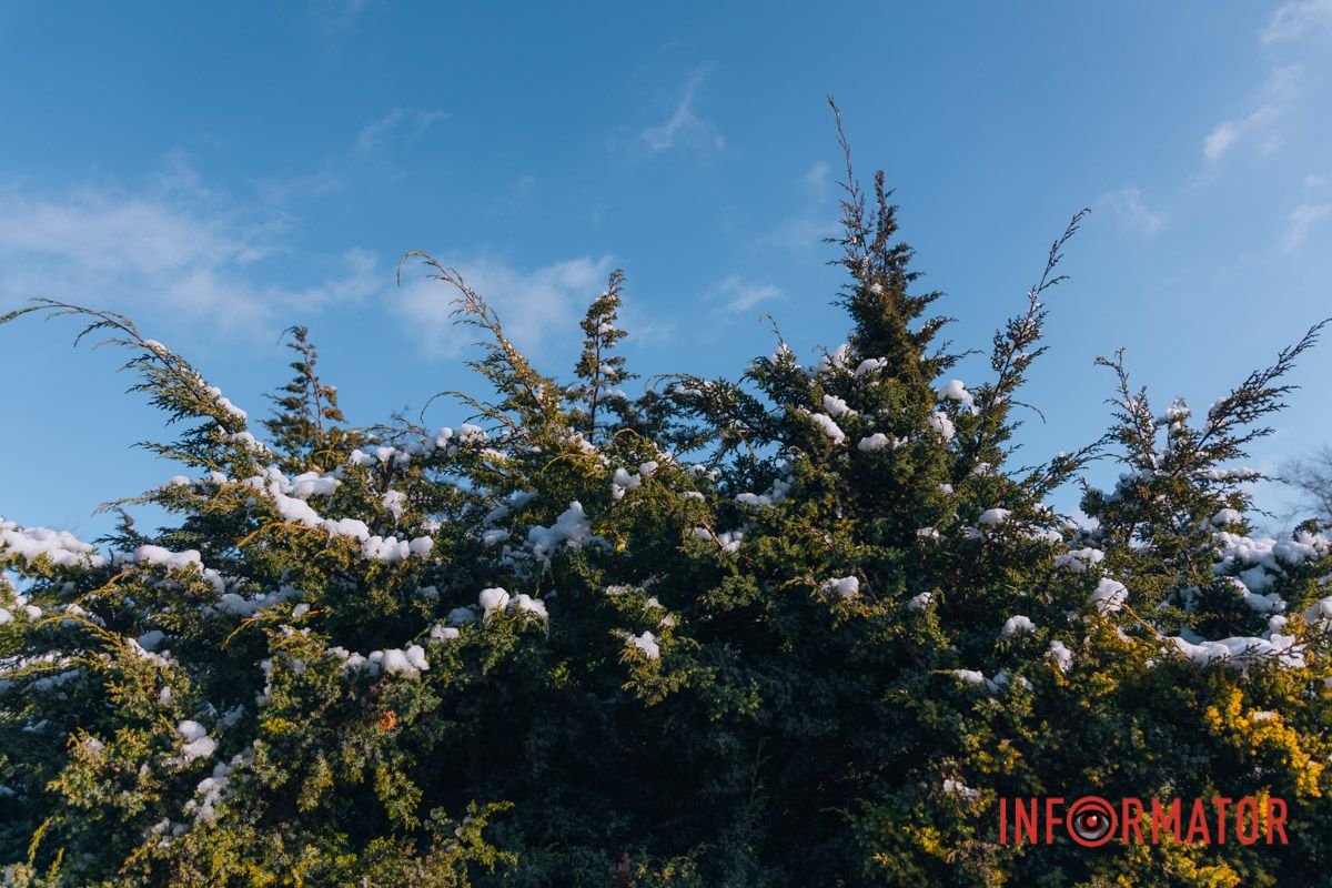 Розквітають в об'єктиві