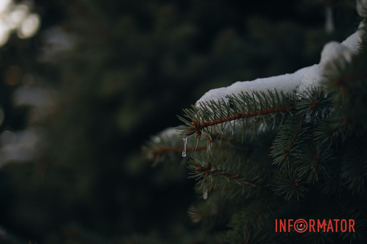 Краса зелених дерев