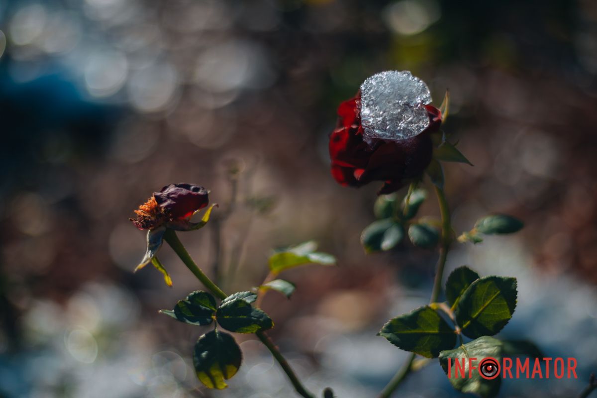 Мов магія на льоду