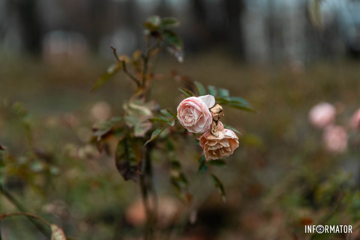 Природа ще тримається Природа ще тримається