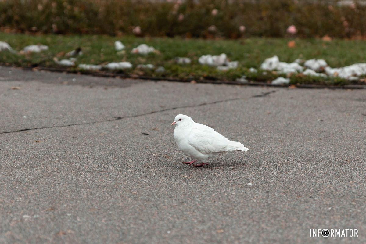 Яка білосніжна Яка білосніжна