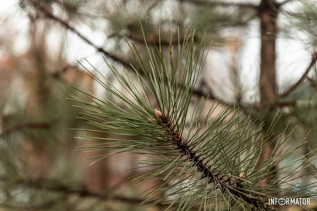 Зимова красуня Зимова красуня