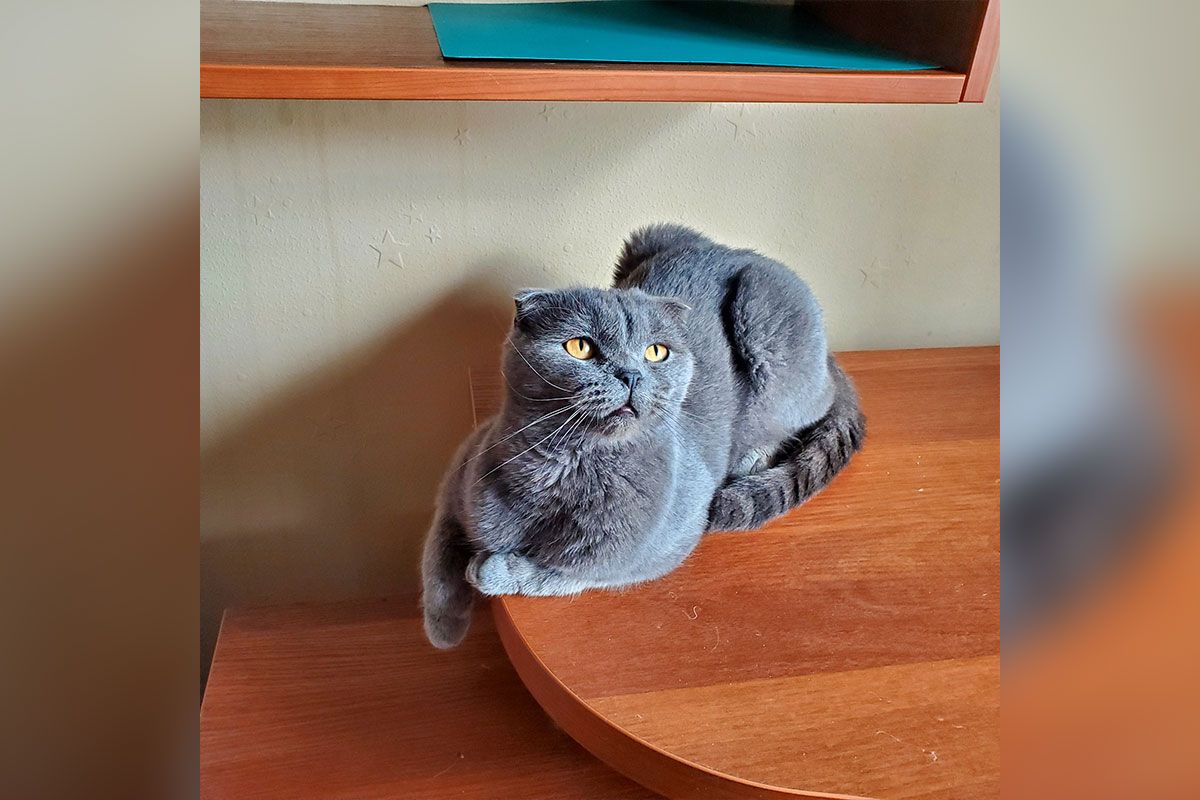 Настоящий британец Настоящий британец