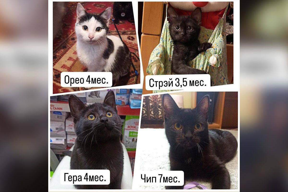 Чип и его друзья Чип и его друзья