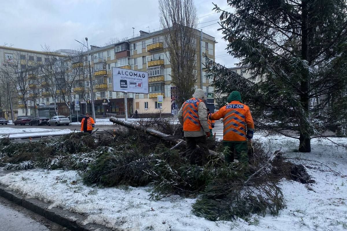 Дерево упало на бульварную часть проспекта. К счастью, никто не пострадал Дерево упало на бульварную часть проспекта. К счастью, никто не пострадал