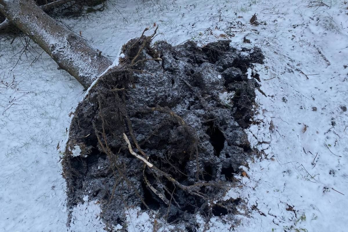 Елку распилили и забрали на утилизацию Елку распилили и забрали на утилизацию