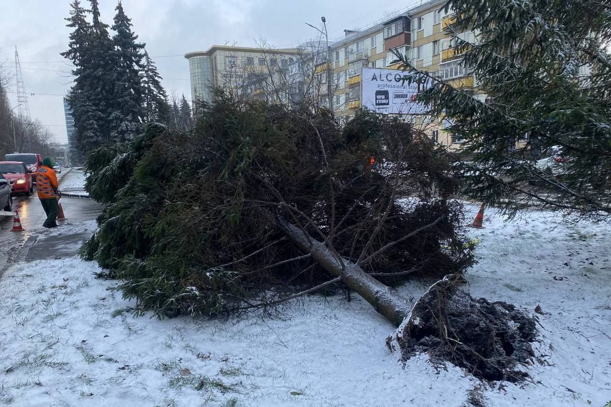Ветер с корнями вырвал 10-метровую елку. Ветер с корнями вырвал 10-метровую елку.