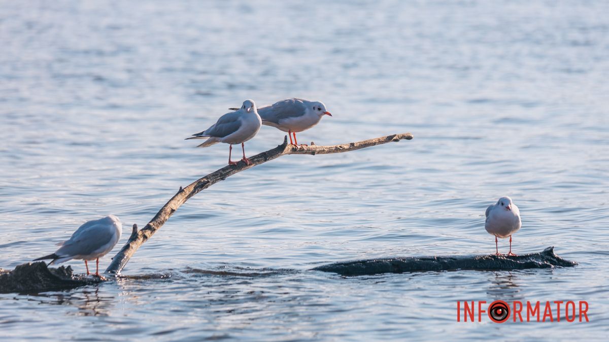 Погода на 28 листопада: у Дніпрі буде сонячно й без опадів