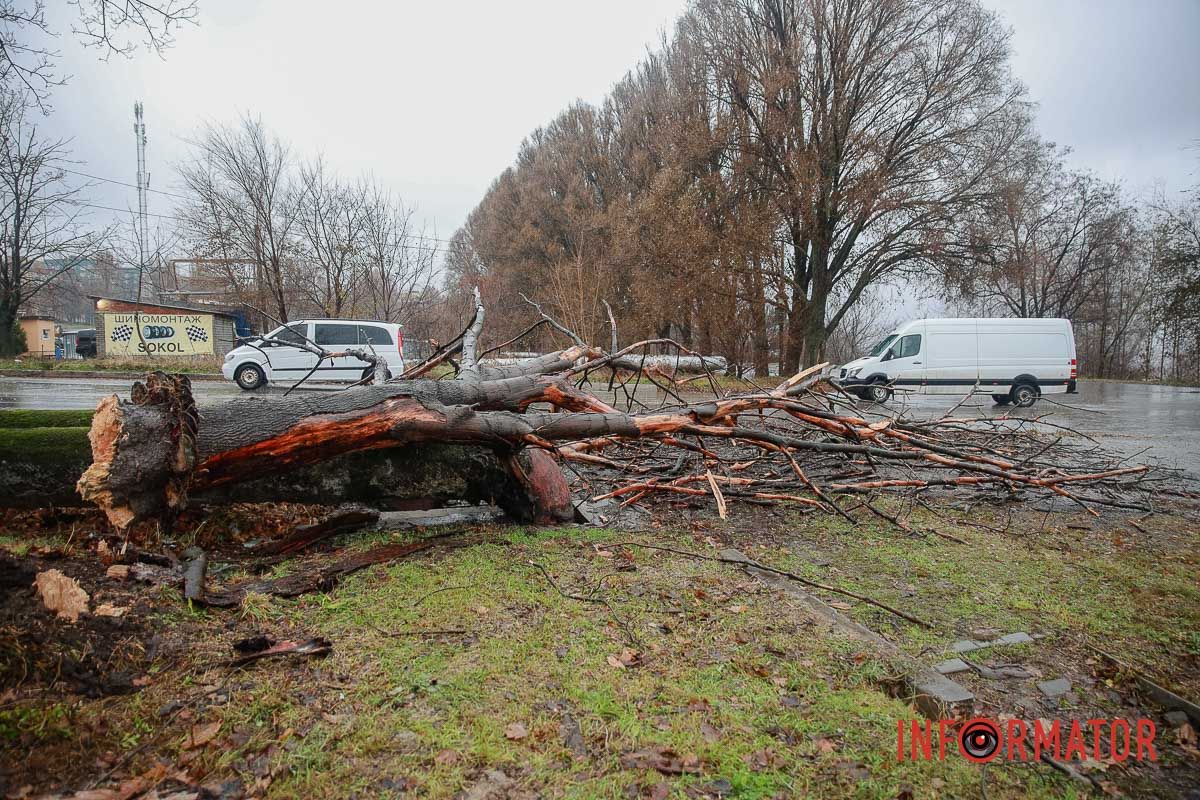 Це дерево впало на Соколі Це дерево впало на Соколі