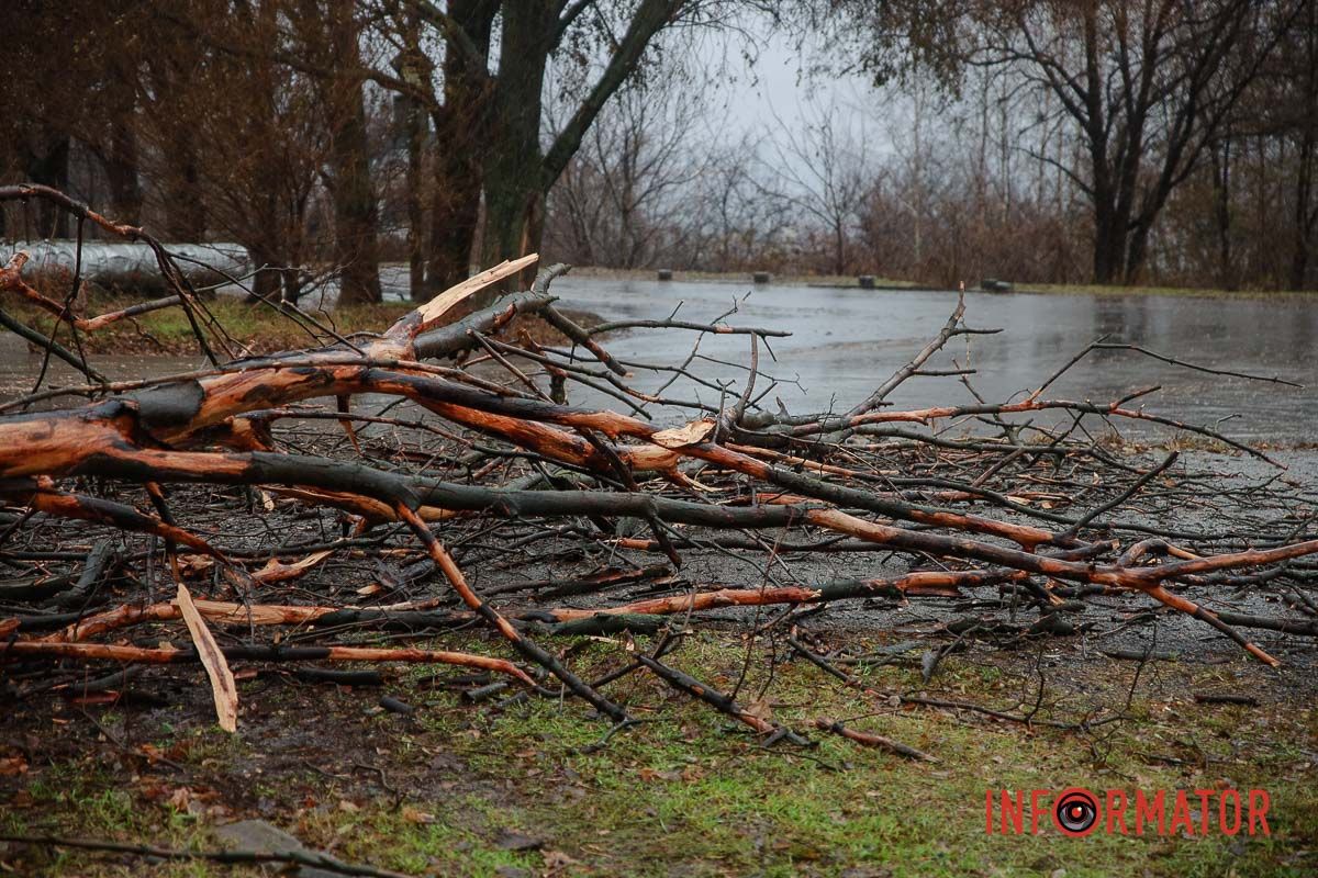 Не ходіть під деревами у вітер та не паркуйте під ними авто Не ходіть під деревами у вітер та не паркуйте під ними авто