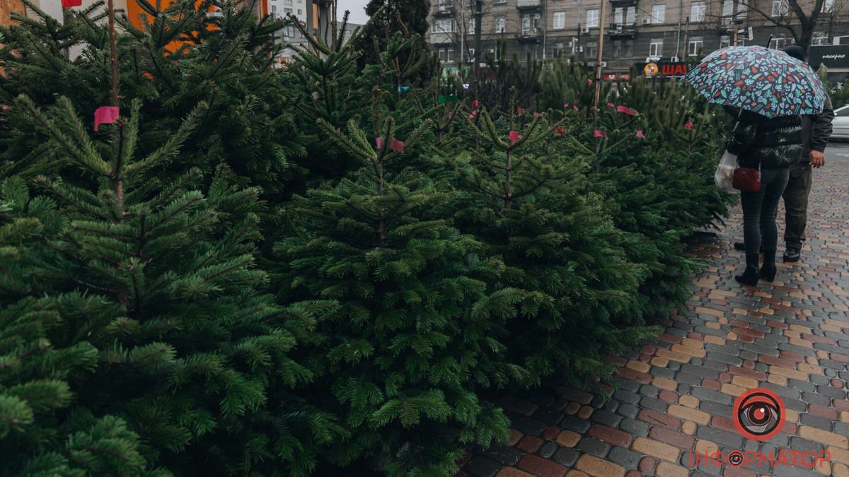 Як у Дніпрі та області можна легально купити ялинки та скільки вони коштують