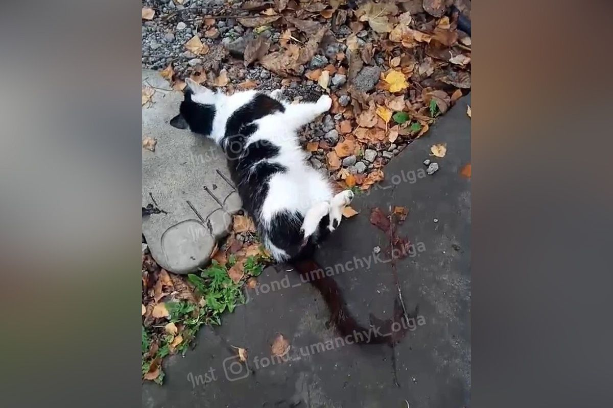 В Днепре спасают кота, у которого сломаны задние лапы 1