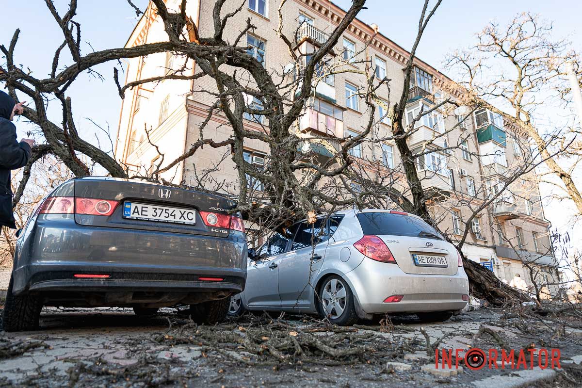 Дерево упало на Kia и Honda Дерево упало на Kia и Honda