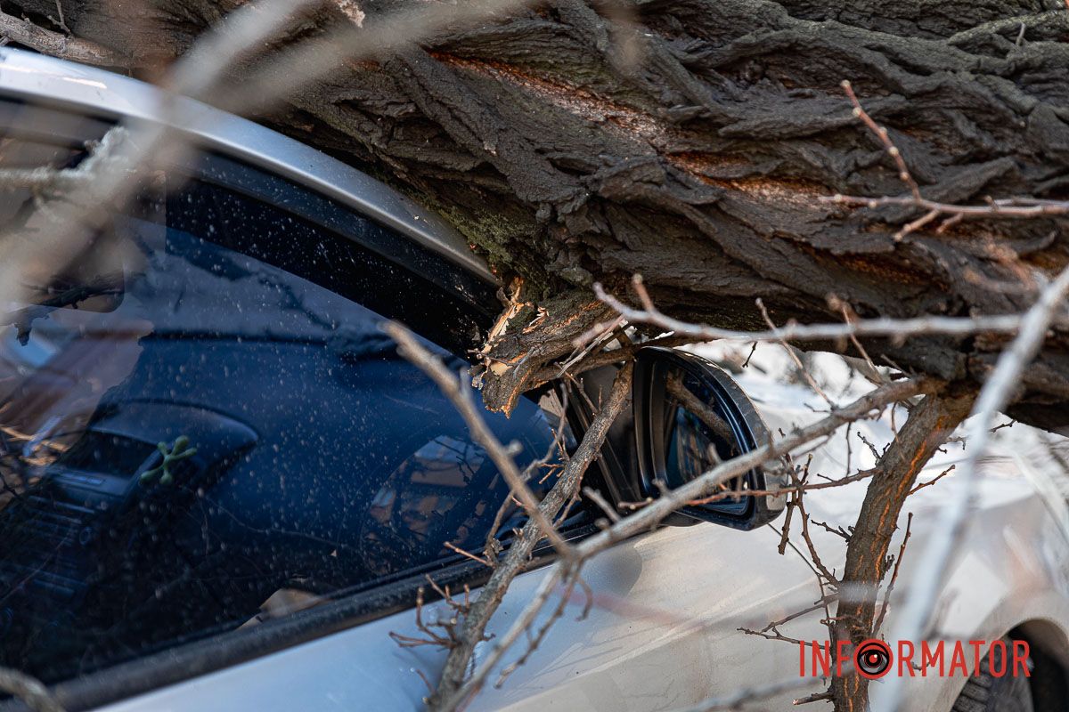 Обореще ходите над деревьями Обореще ходите над деревьями