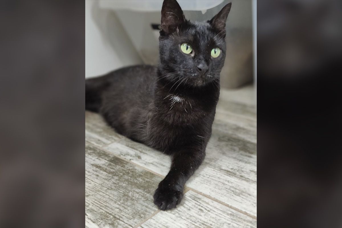 У нее хорошие ушки У нее хорошие ушки