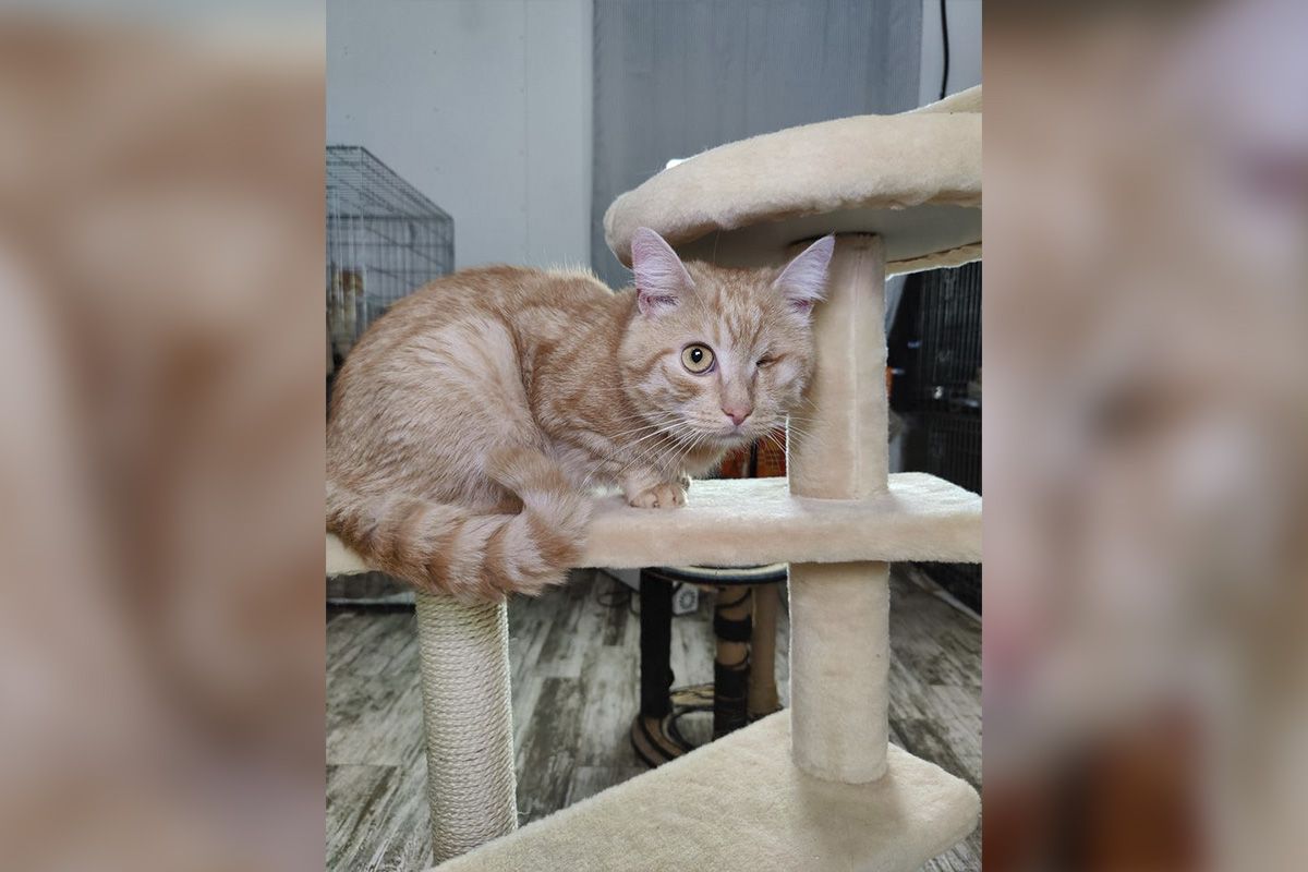 Пушистый Рудык Пушистый Рудык