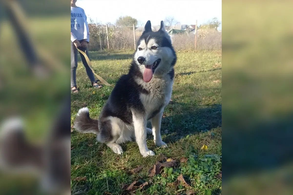 Хаски Тихоня Хаски Тихоня