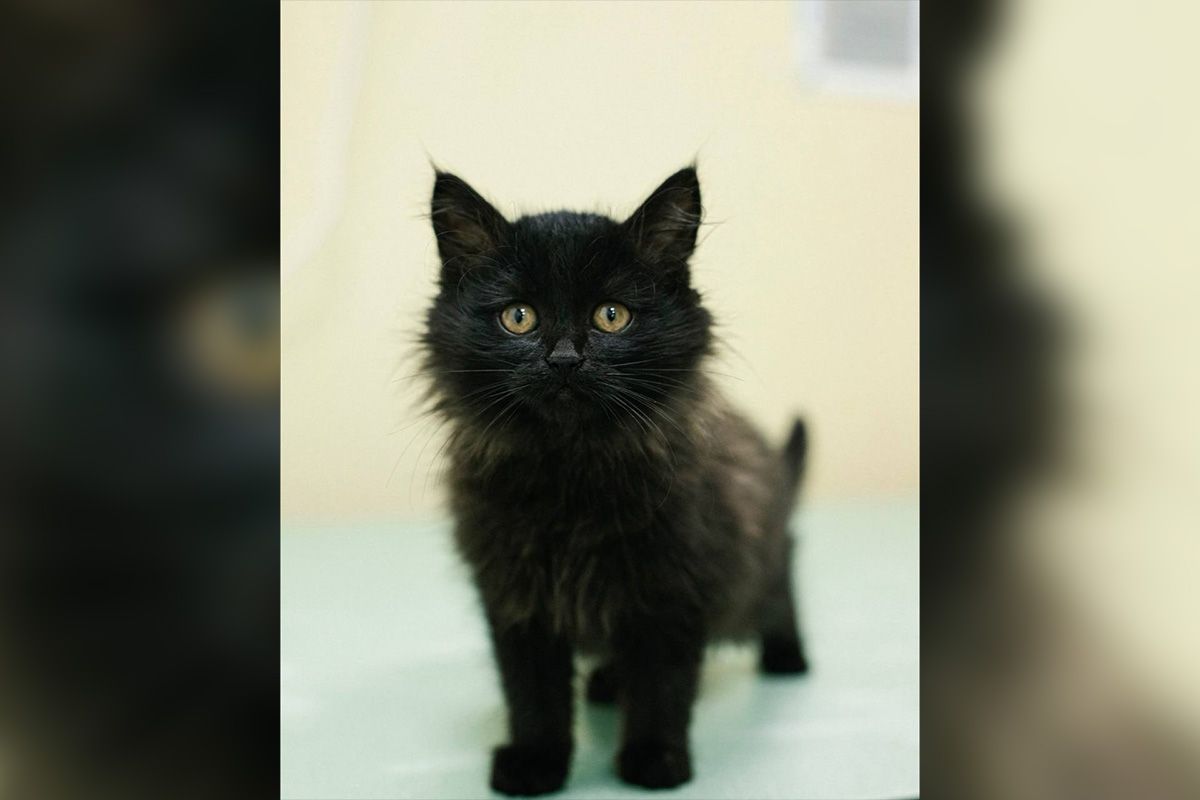 Пушистая нежность Пушистая нежность