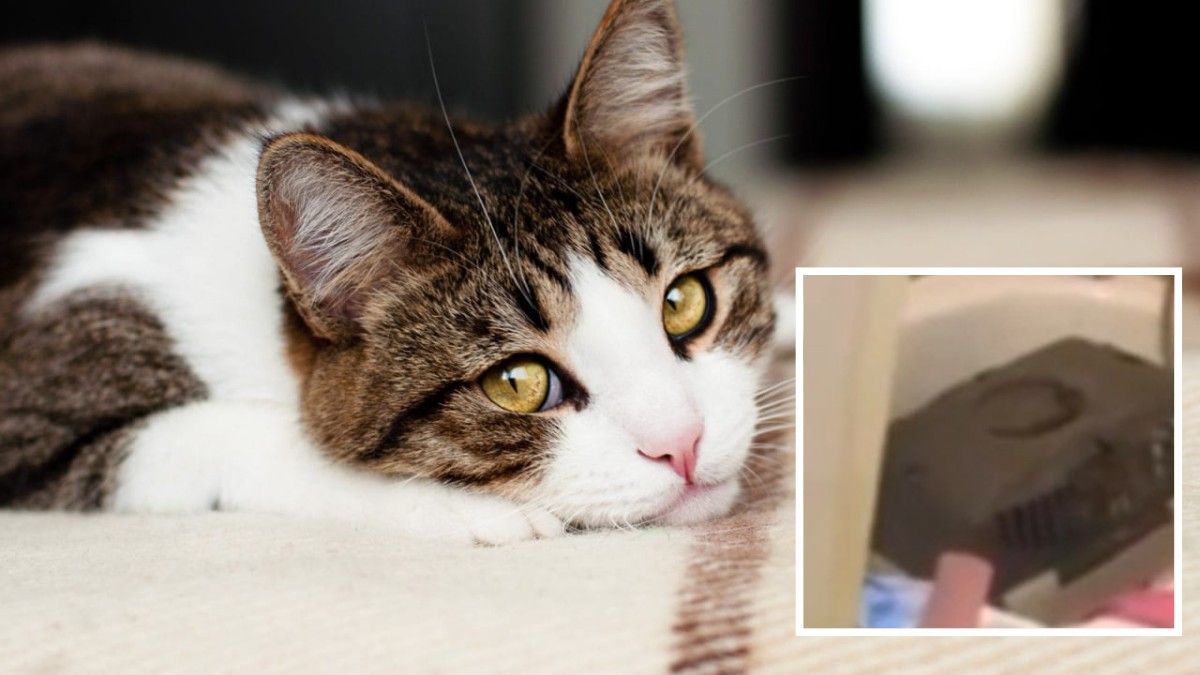 Помирали у переносках: у Кривому Розі 24-річна жінка брала гроші за перетримку тварин та не доглядала за ними