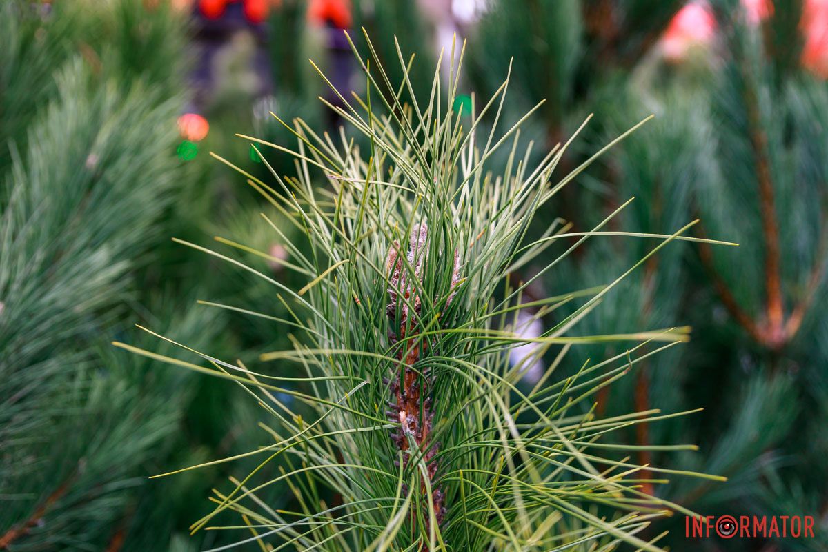 Фото: Андрей Шушпан