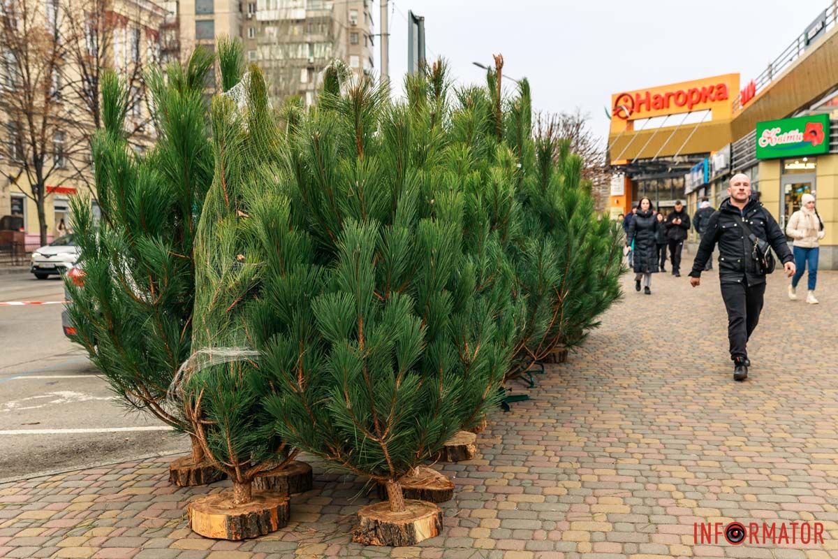 Елки продают с деревянной подставкой