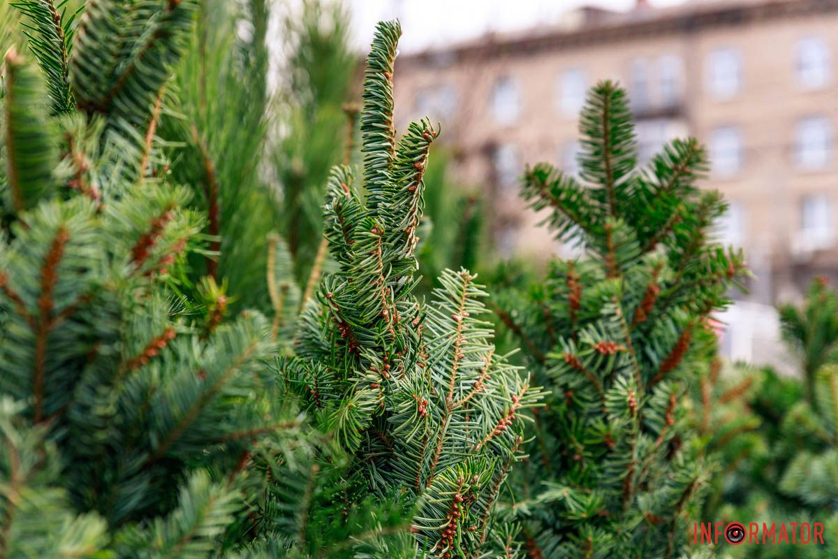 Зеленые красотки