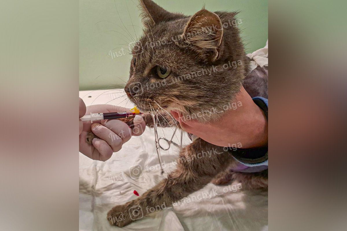 Если хотите помочь кошечке - реквизиты выше Если хотите помочь кошечке - реквизиты выше